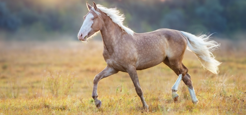 Ein Palomino trabt.