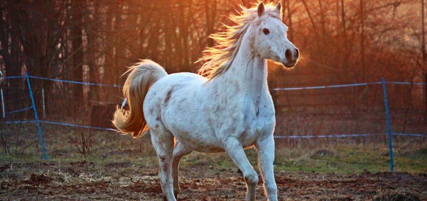 Ein Pony trabt.