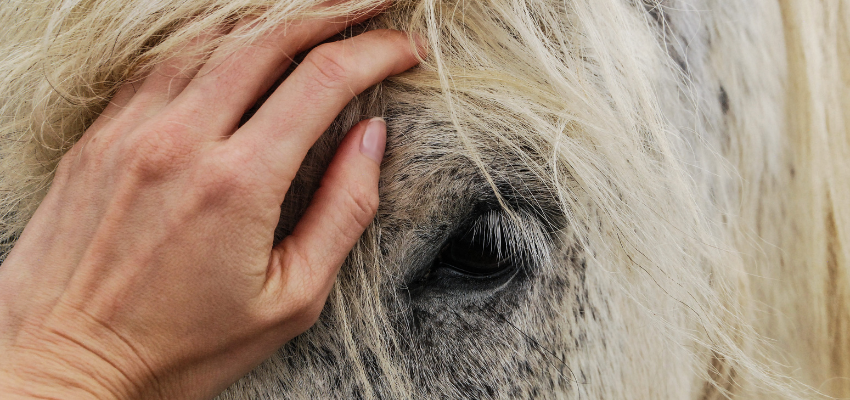 Ein weißes Pferd wird gestreichelt.