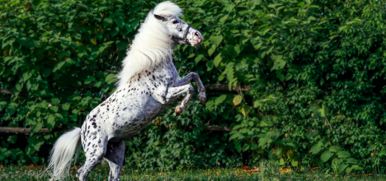 Ein Pony steigt.