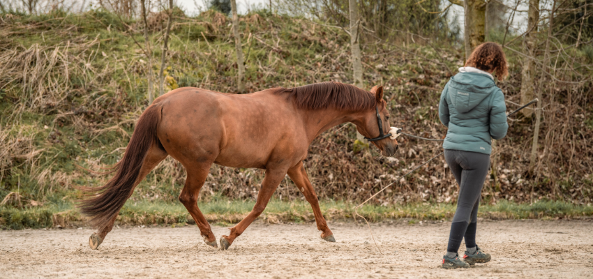 Ein Pferd wird mit tensegralen Grundlagen longiert.