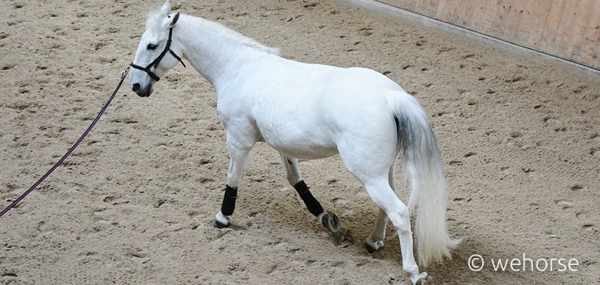 Lunge white horse dressage
