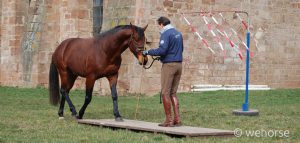 Stefan-Schneider-training-young-horses