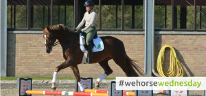 wehorsewednesday cavaletti exercise