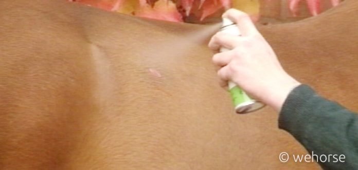 first-horse-care-wounds