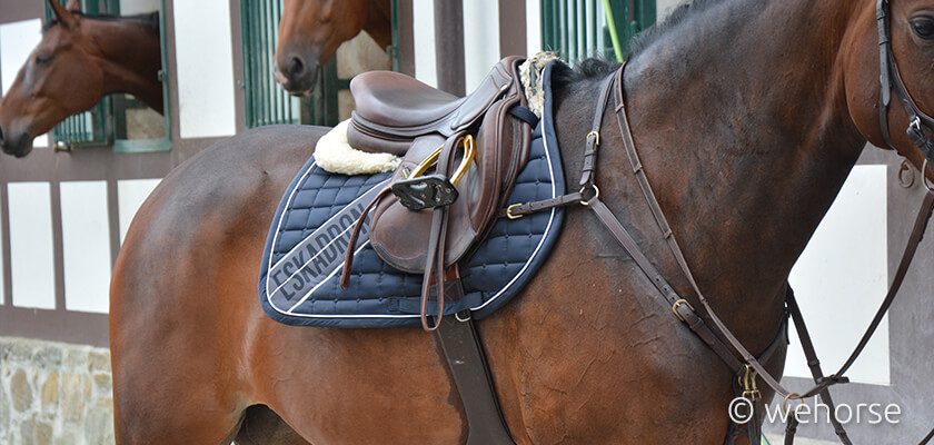 saddle-pad-horse saddle-pad-horse