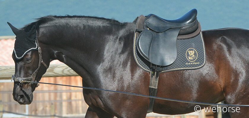 saddle-pad-lunging saddle-pad-lunging