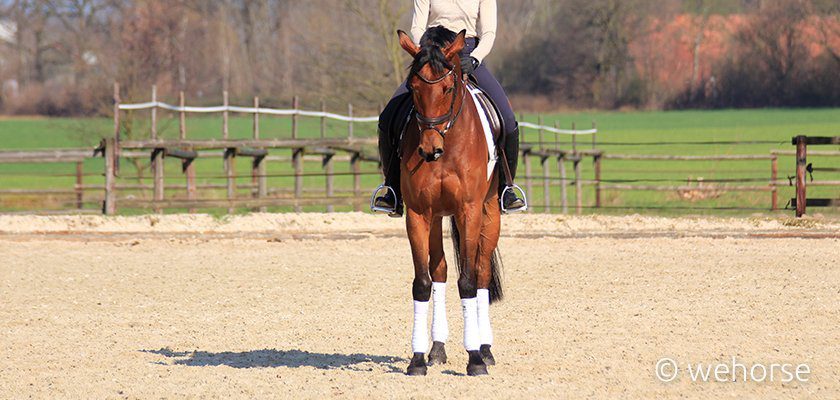 Dressage-square-halt Dressage-square-halt