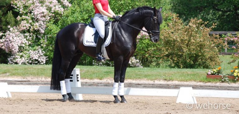 dressage-training-halt