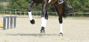 leg-protection-horse-bandages