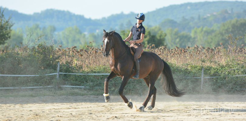 alizée-froment-bitless-riding-mistral alizée-froment-bitless-riding-mistral