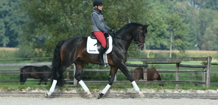 dressage-impulsion-ingrid-klimke dressage-impulsion-ingrid-klimke