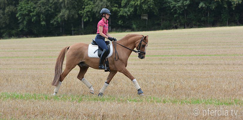horse-impulsion-dressage horse-impulsion-dressage