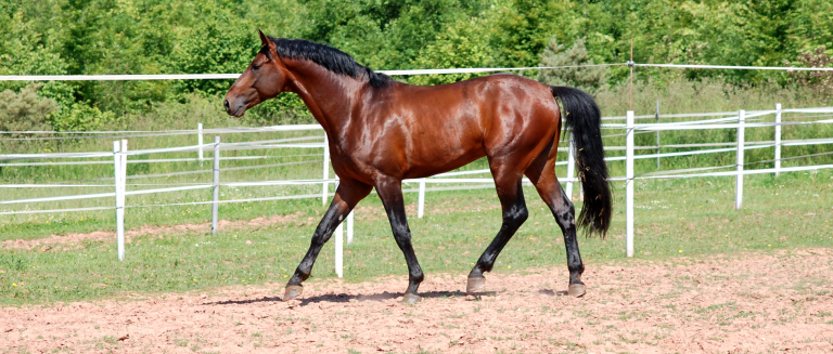 horse-walk-field