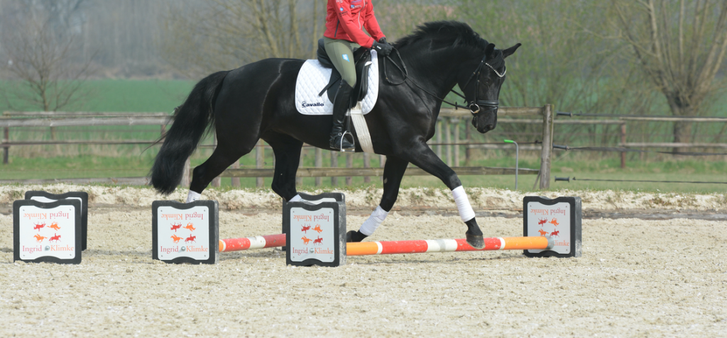 impulsion-dressage-horse-cavaletti impulsion-dressage-horse-cavaletti