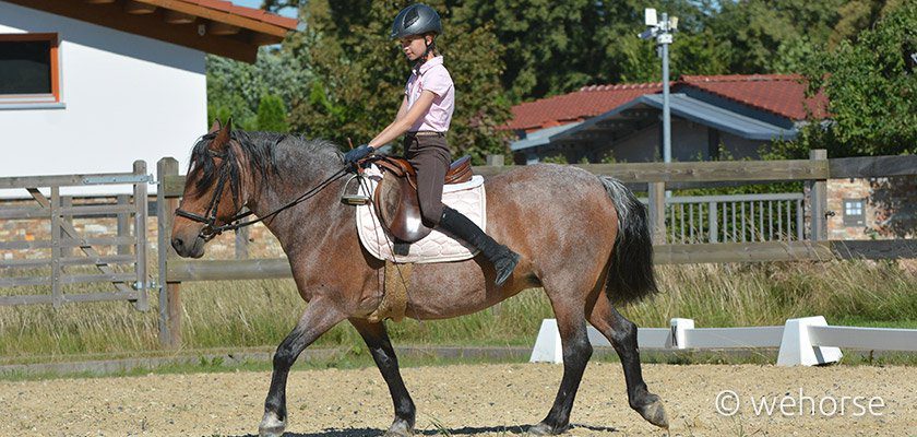equestrian-fitness-saddle-exercise equestrian-fitness-saddle-exercise