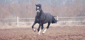 horse-winter-training