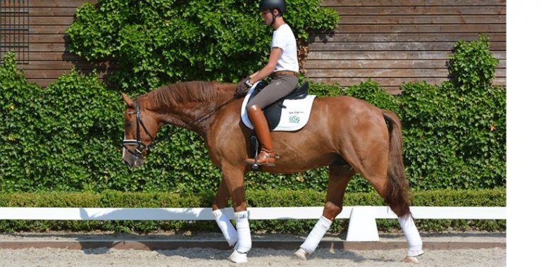 forward-down-dressage-training