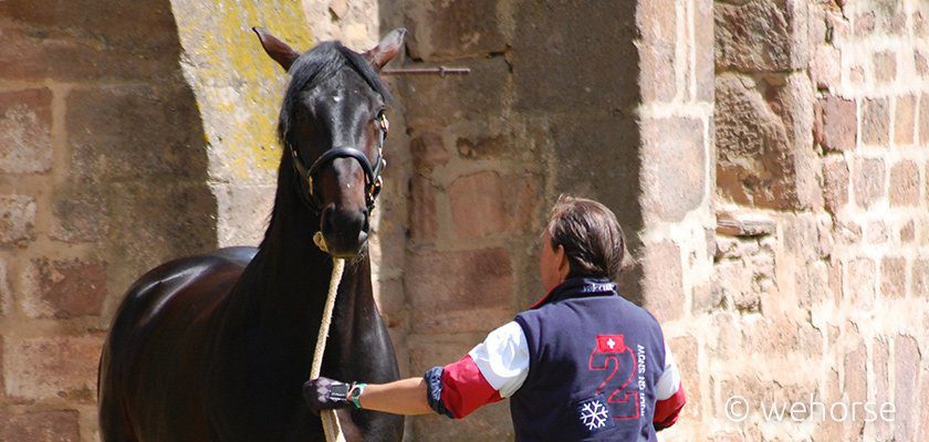 schneider-training-young-horse-halter schneider-training-young-horse-halter