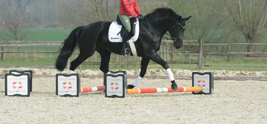 impulsion-dressage-horse-cavaletti