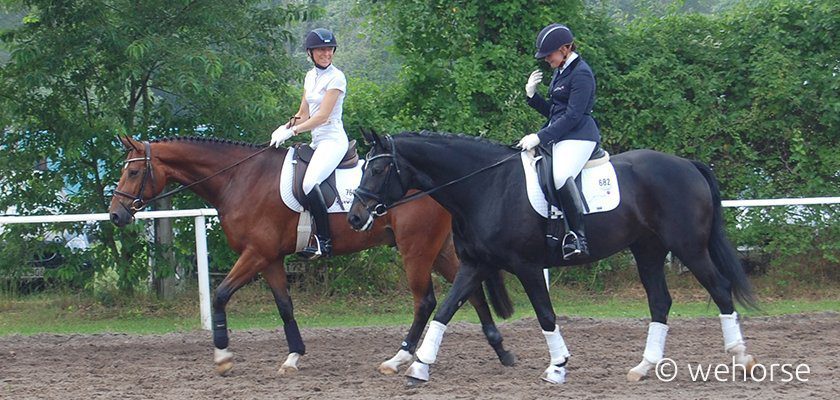 walk-horses-competition walk-horses-competition