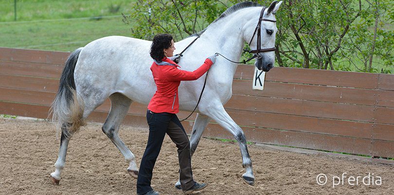 Kathrin-Roida-ground-work-bridle Kathrin-Roida-ground-work-bridle