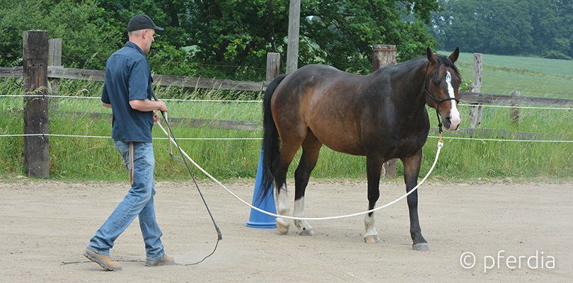 lunging-horses-peer-claßen lunging-horses-peer-claßen