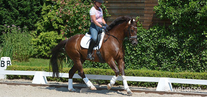 britta-schöffmann-riding-horse-with-leg-protection