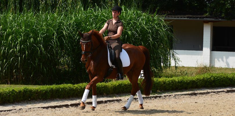 dressage-training