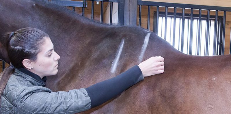Does your saddle fit your horse? Find out with those 10 steps!