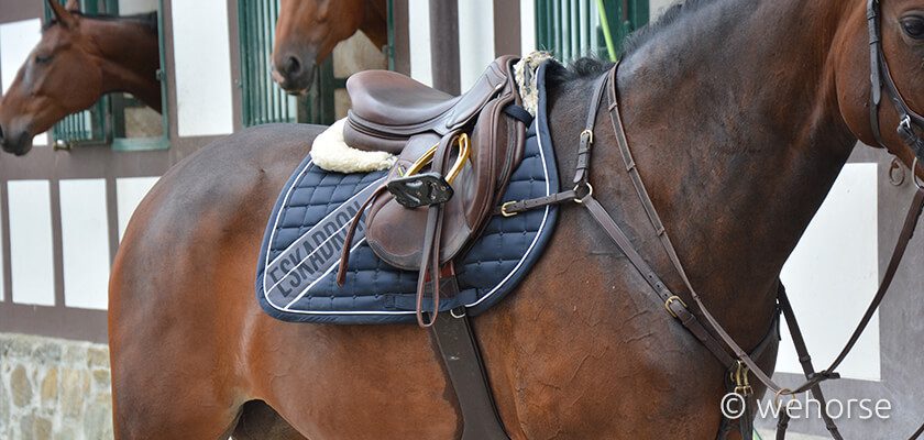 saddle-pad-horse