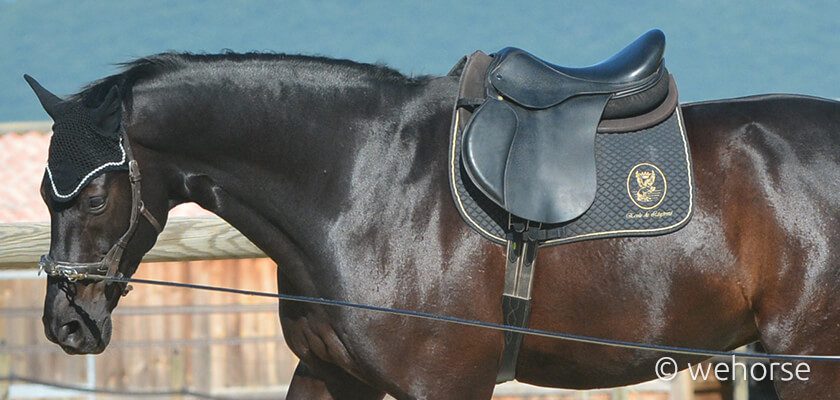 saddle-pad-lunging