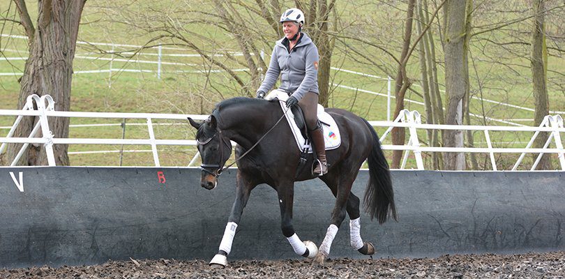 stretching-posture-dressage-training