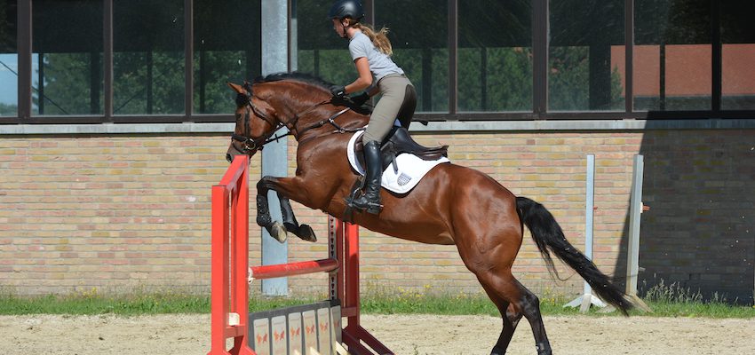 show-jumping-position