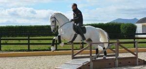 working-equitation-obstacle