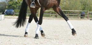 leg-yield-ingrid