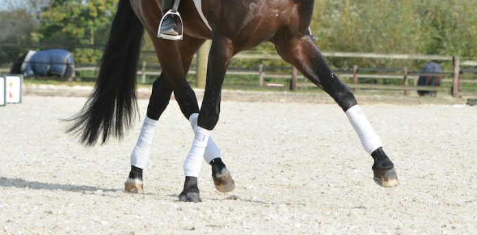 leg-yield-ingrid leg-yield-ingrid