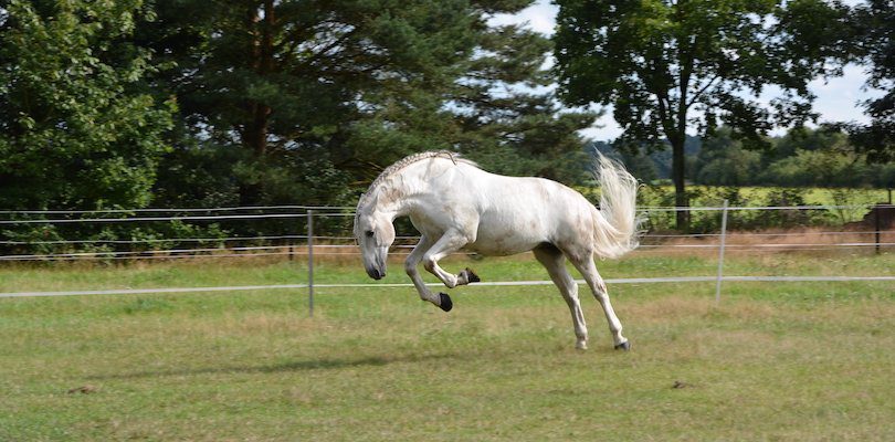 free-bucking-horse