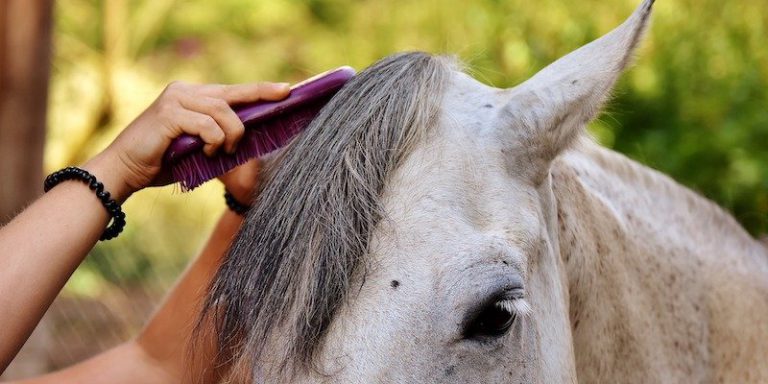 grooming-horses