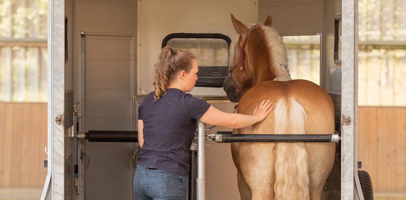 loading-horses-confidence