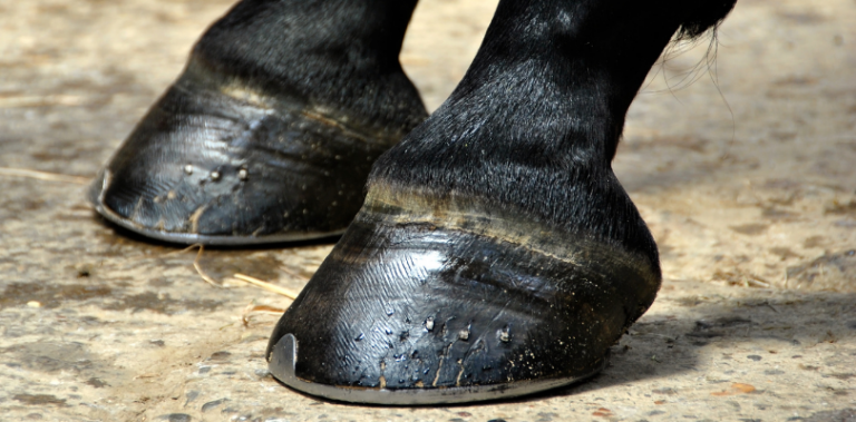 Horse-hooves-farrier