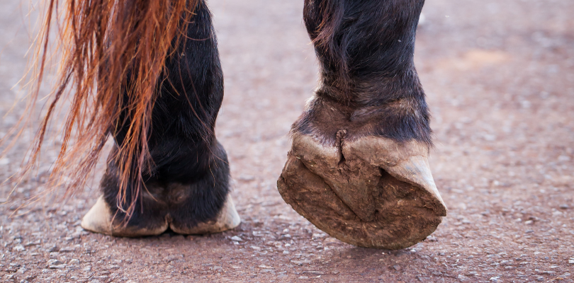 Horse-hooves-no-shoes