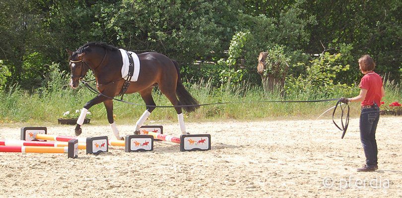 Ingrid-Klimke-lunging-horses