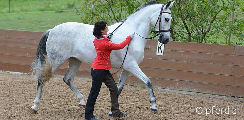 Kathrin-Roida-ground-work-bridle