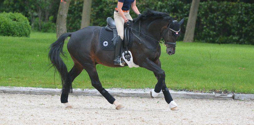 canter-horse-gaits canter-horse-gaits