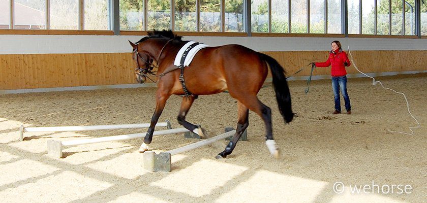 Cavaletti lunging training - Ingrid Klimke Cavaletti lunging training - Ingrid Klimke