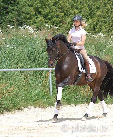 horse-canter-dressage