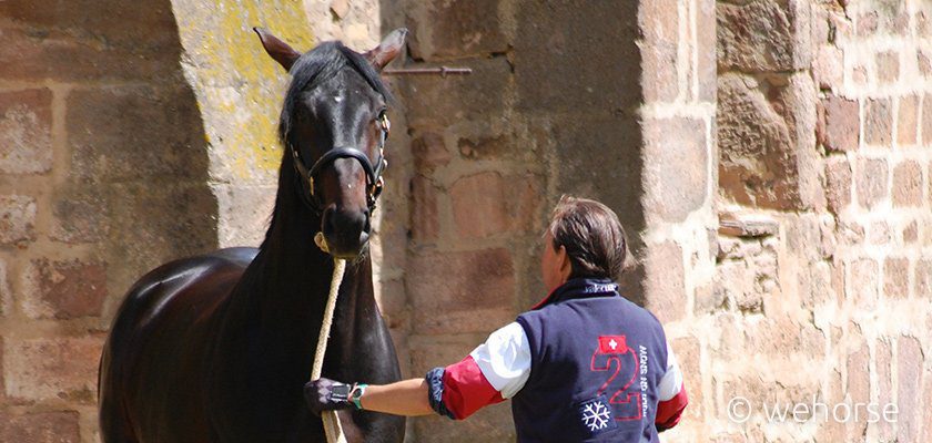 schneider-training-young-horse-halter