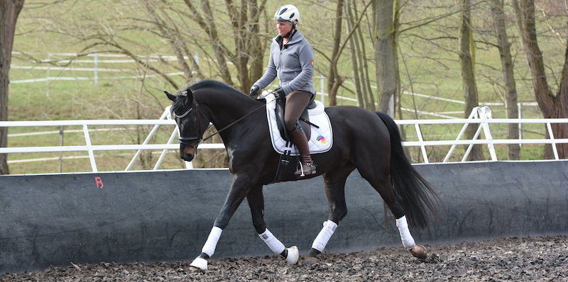 trot-horse-gaits trot-horse-gaits