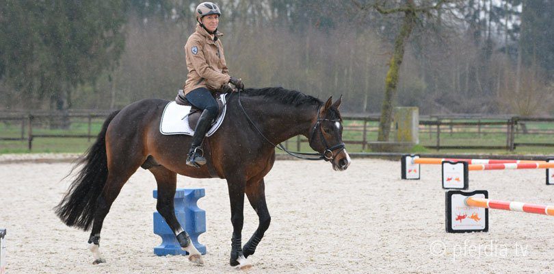 walk-horse-ingrid-klimke walk-horse-ingrid-klimke